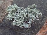 Hypogymnia tubulosa. Слоевище, снятое с живой берёзы. Казахстан, Восточно-Казахстанская обл., окр. г. Риддер, берег реки Громотуха, смешанный лес. 22.10.2017.