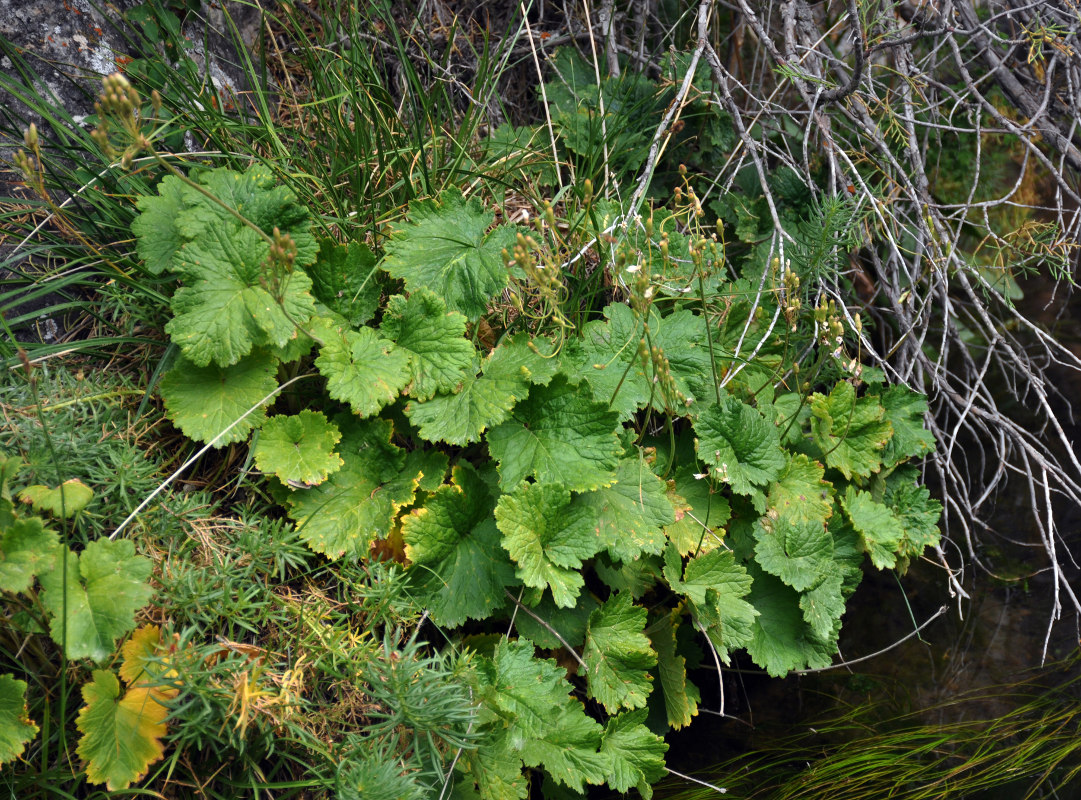 Image of Cortusa turkestanica specimen.