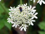 Heracleum dissectum