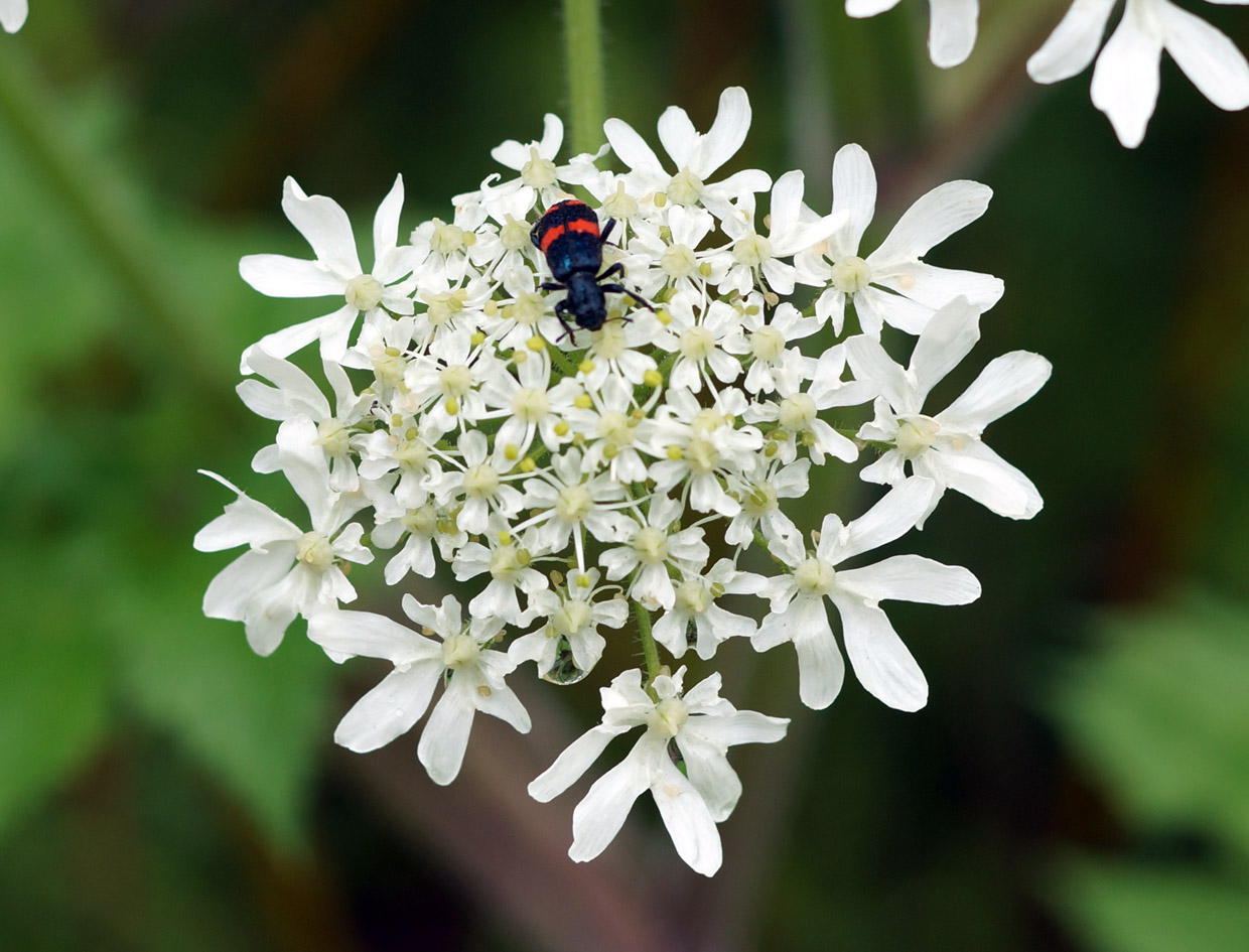 Image of Heracleum dissectum specimen.