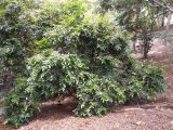 Myrciaria glomerata. Плодоносящее растение. Австралия, г. Брисбен, ботанический сад. 10.12.2017.