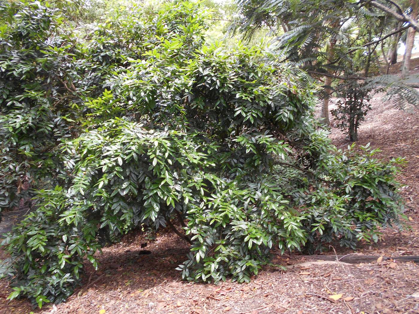 Image of Myrciaria glomerata specimen.