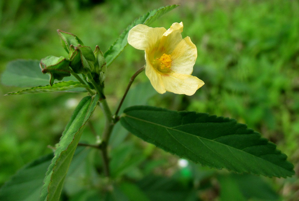 Image of Sida acuta specimen.