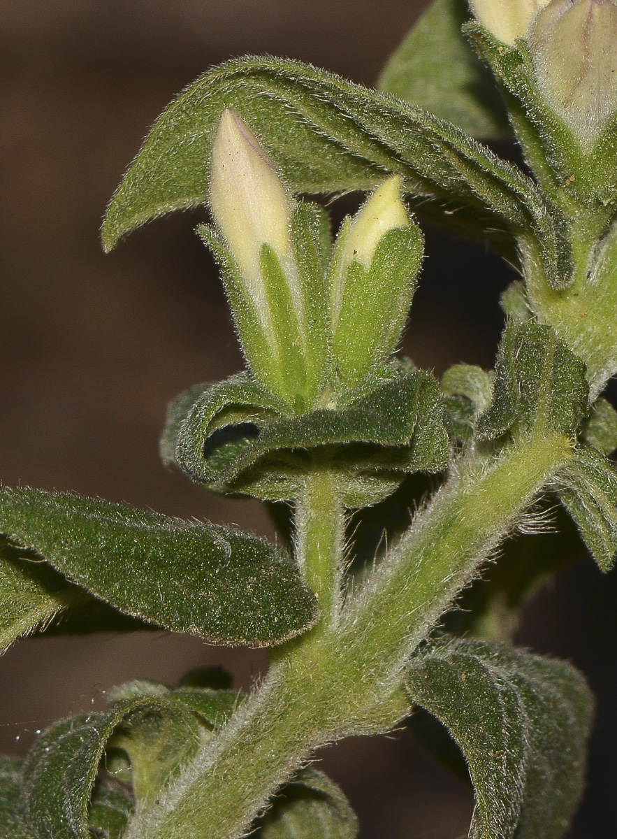 Image of Barleria obtusa specimen.