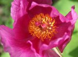 Paeonia daurica