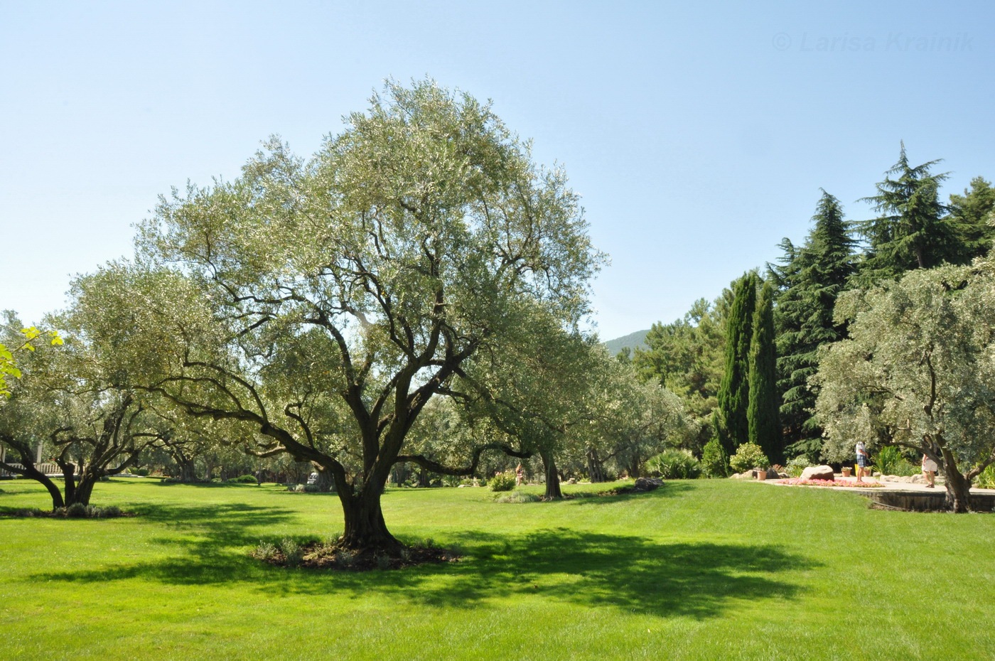 Image of Olea europaea specimen.