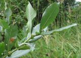 genus Salix
