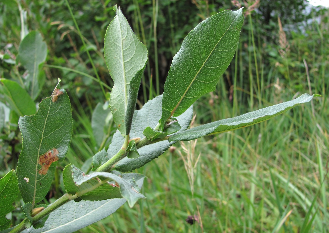 Image of genus Salix specimen.