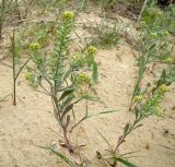 Alyssum turkestanicum variety desertorum. Цветущие и плодоносящие растения. Казахстан, Кызыл-Ординская обл., г. Байконур, левый берег р. Сыр-Дарьи у понтонной переправы, осыпь песчаникового обрыва. 28.04.2010.