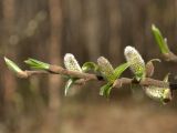 Salix borealis