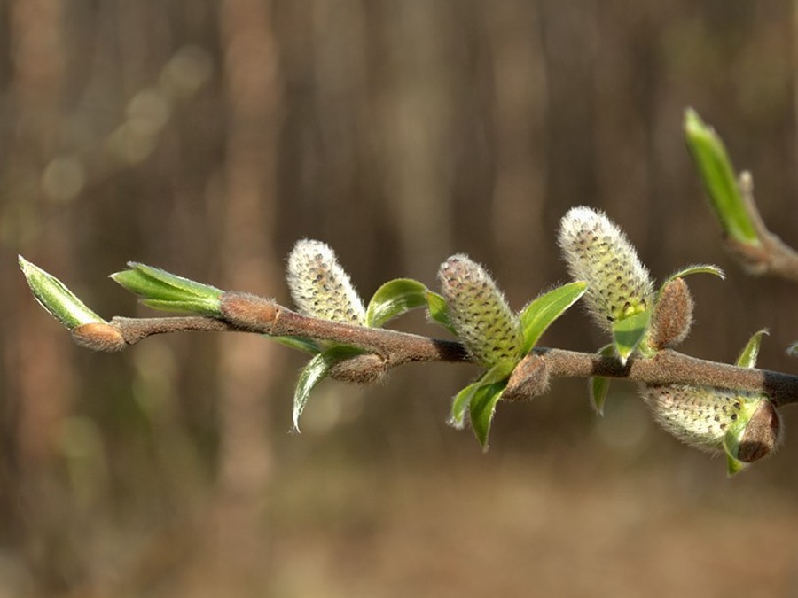 Изображение особи Salix borealis.