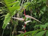 Heliconia chartacea. Часть побега и часть соцветия. Австралия, северо-восточный Квинсленд, национальный парк Дейнтри, территория туристического лагеря. Конец сухого сезона (сезон gurreng). 04.10.2009.