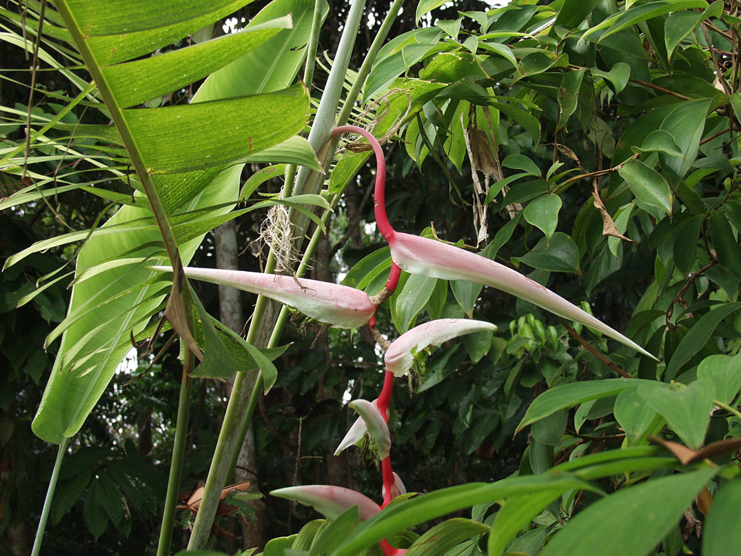 Image of Heliconia chartacea specimen.