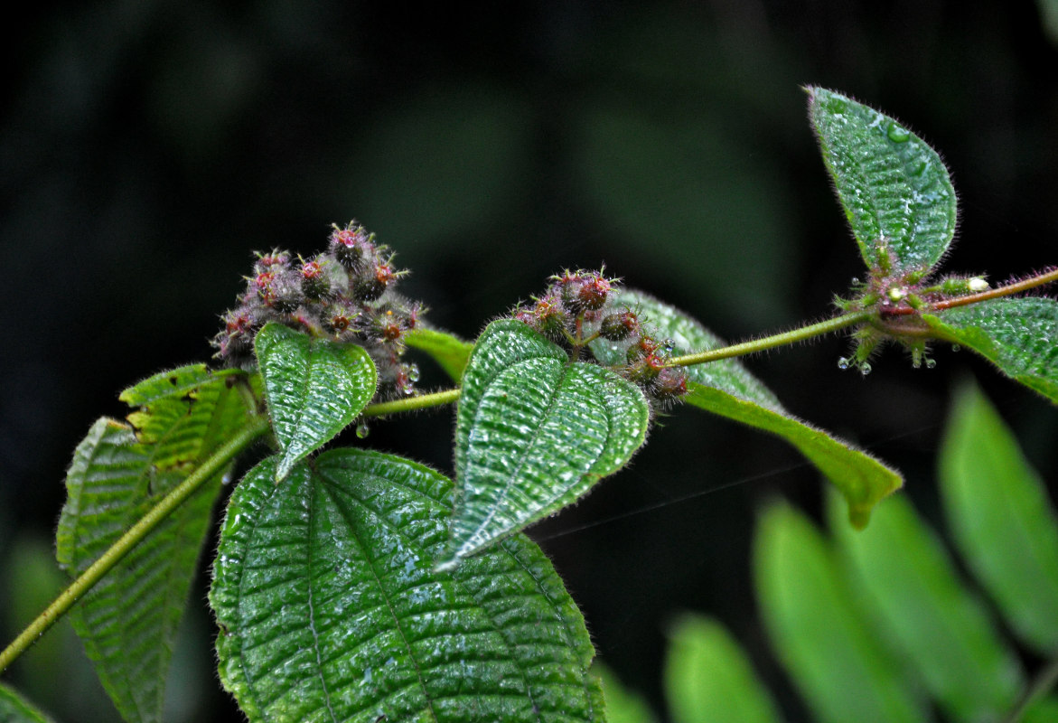 Изображение особи Miconia crenata.