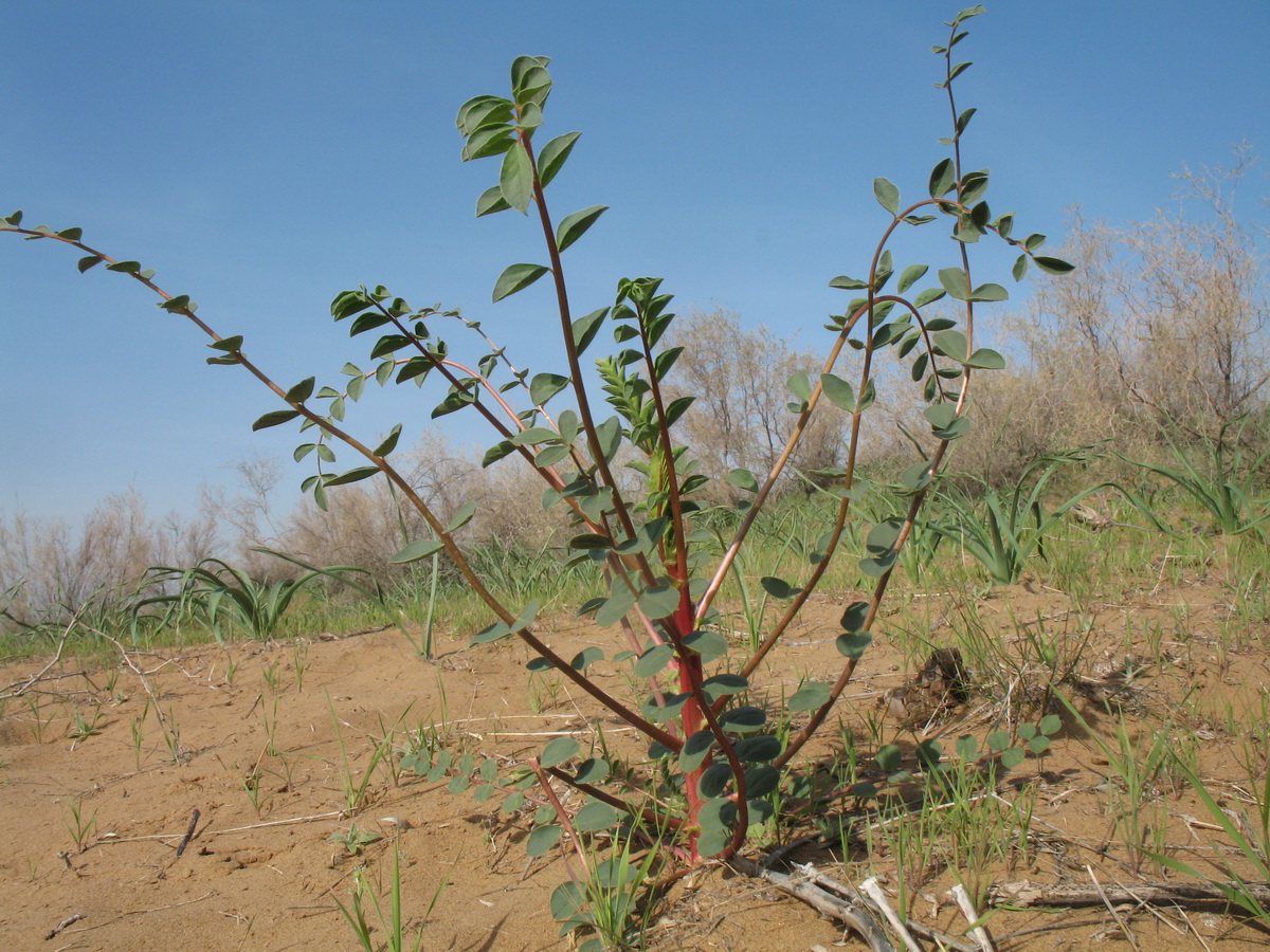 Image of Astragalus leiophysa specimen.