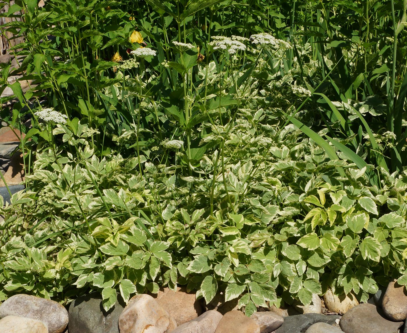 Image of Aegopodium podagraria specimen.