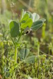 Vicia narbonensis. Цветущее растение. Крым, Керченский п-ов, Опукский заповедник, приморская степь. 13.04.2018.