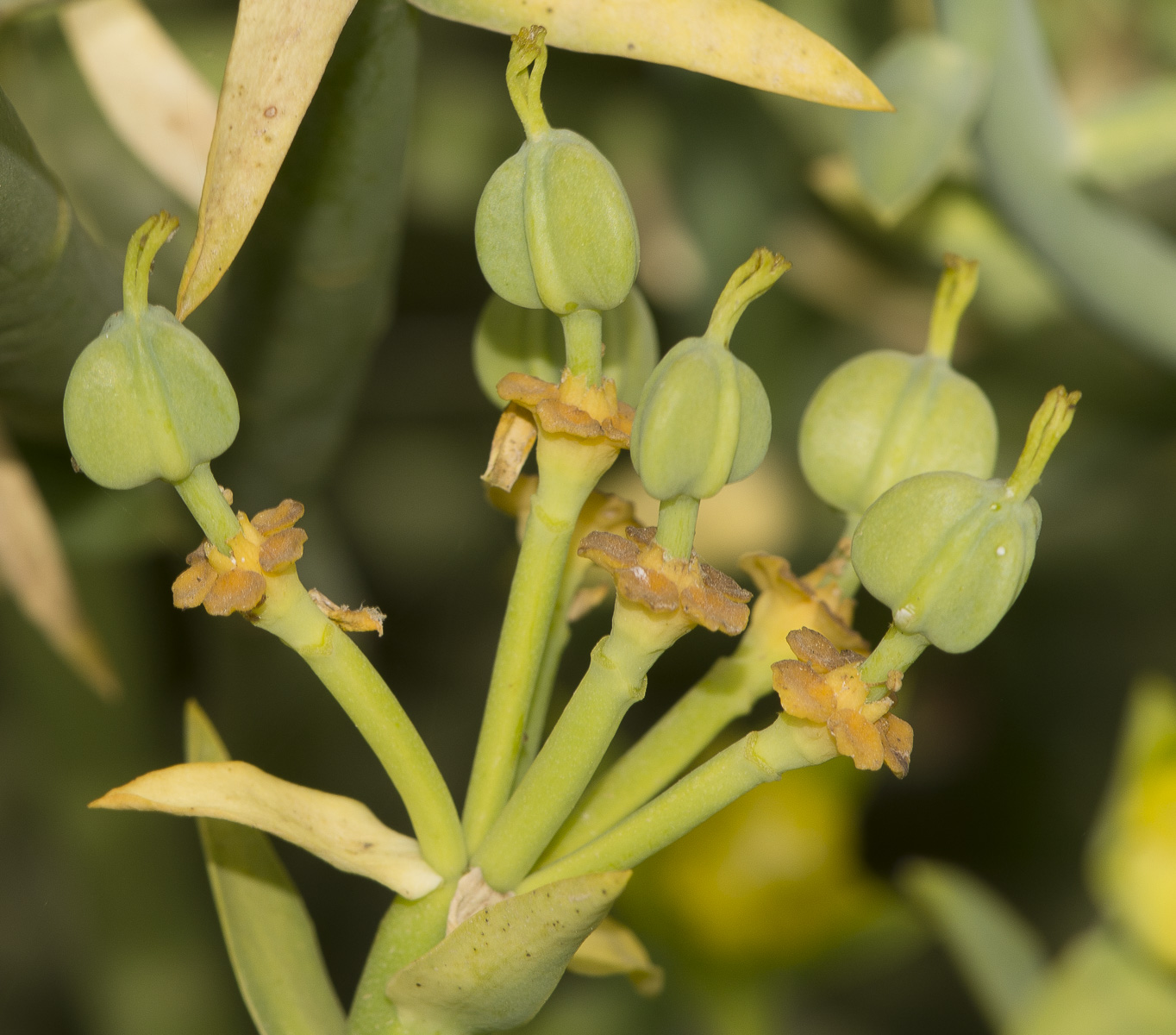 Изображение особи Euphorbia mauritanica.