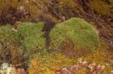 Polytrichum juniperinum