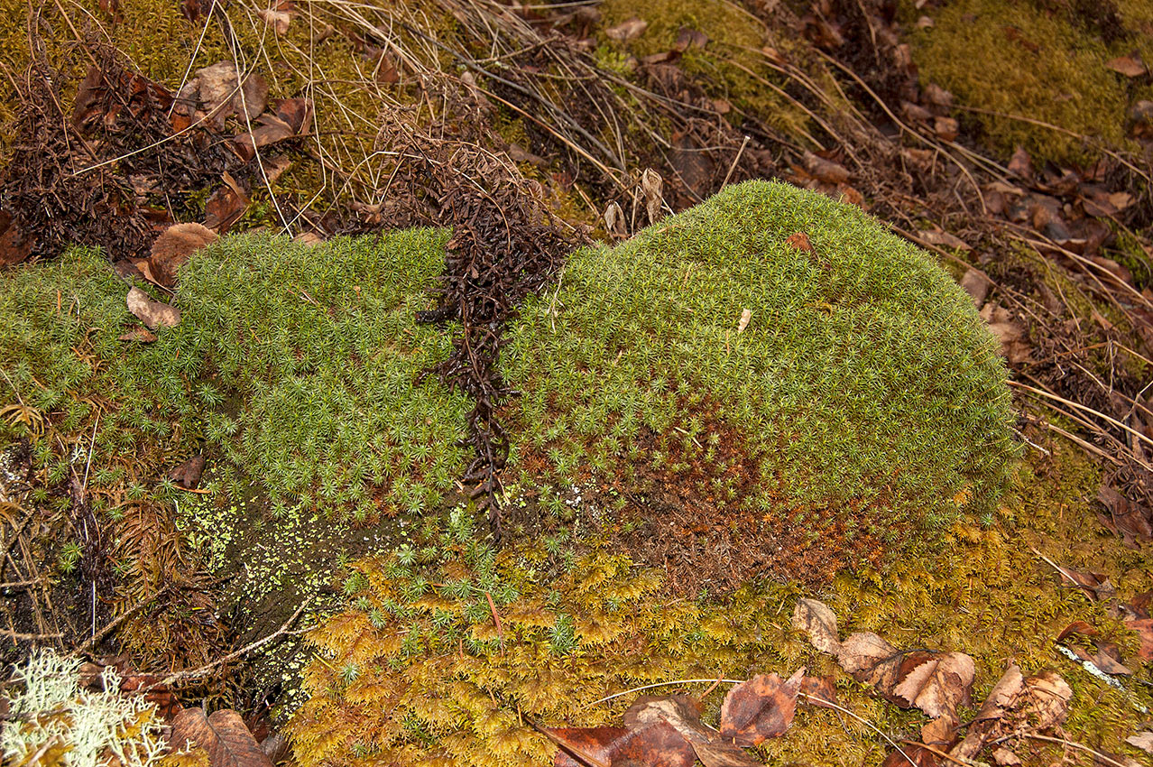 Изображение особи Polytrichum juniperinum.