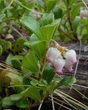 Arctostaphylos uva-ursi. Побеги с соцветием. Якутия (Саха), Мирнинский р-н, окр. пос. Светлый, тайга. 07.06.2009.