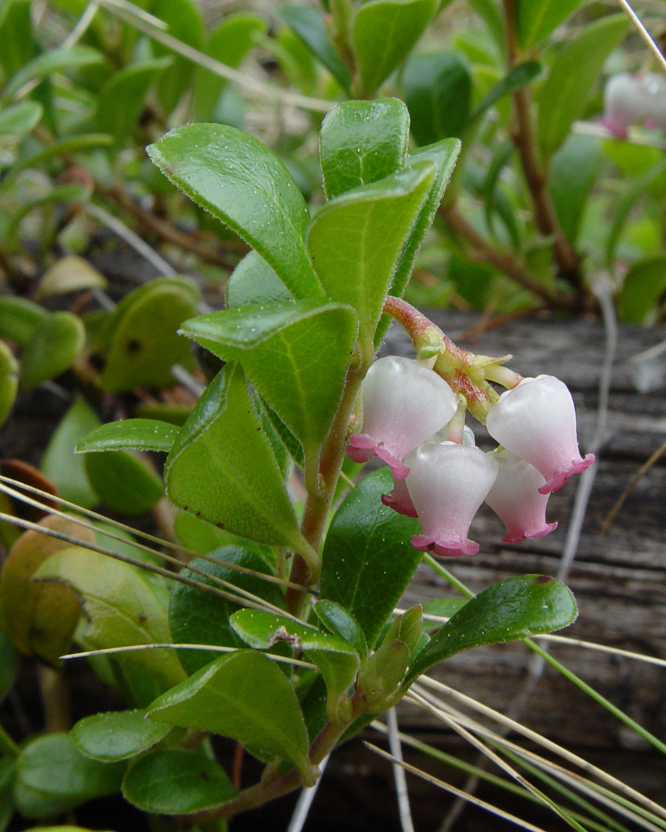 Изображение особи Arctostaphylos uva-ursi.