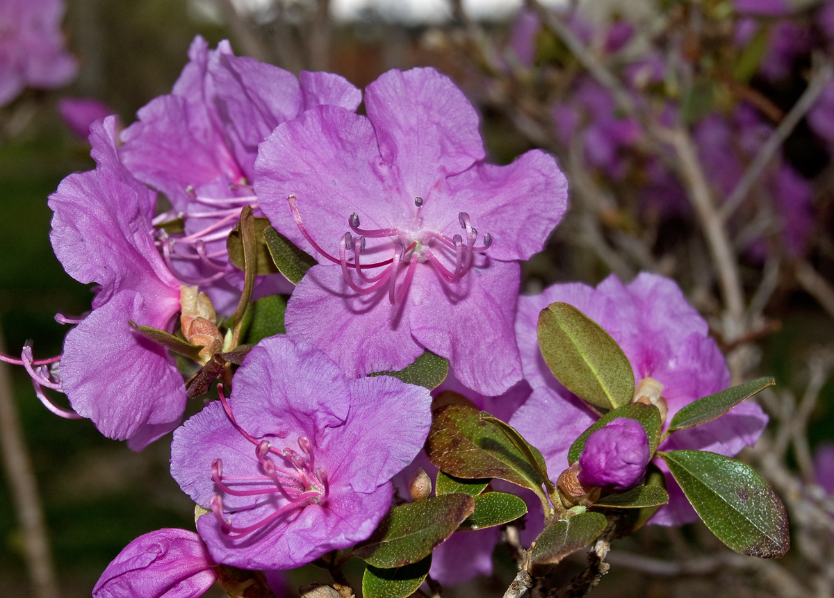 Image of Rhododendron ledebourii specimen.