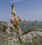 Onobrychis inermis. Соцветие. Крым, Керченский п-ов, мыс Казантип, петрофитная степь на приморском склоне, в расщелине скалы. 26.05.2018.