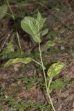 Lactuca chaixii. Верхняя часть поражённого грибом Puccinia растения. Саратов, Октябрьское ущелье, широколиственный лес, в тени. 11.06.2018.