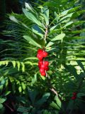 Daphne mezereum