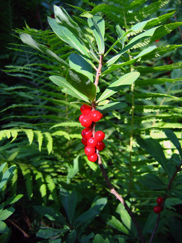 Image of Daphne mezereum specimen.