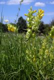 Rhinanthus vernalis