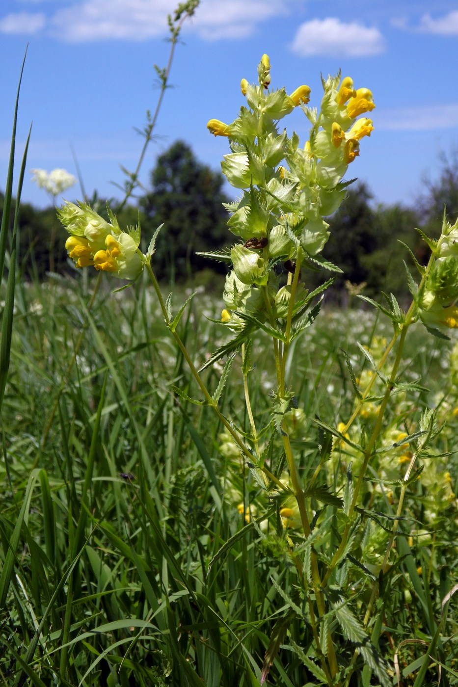 Изображение особи Rhinanthus vernalis.