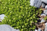 Honckenya peploides ssp. diffusa