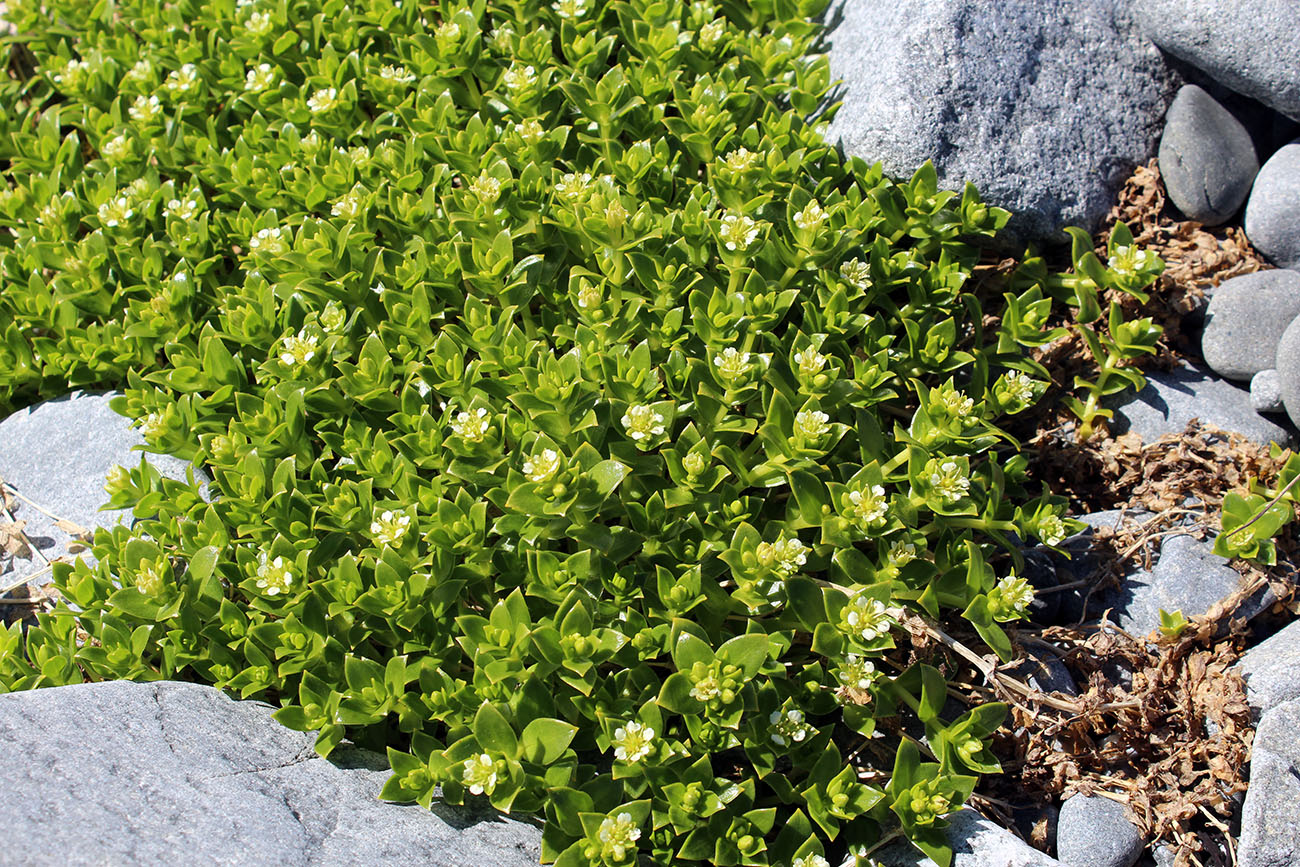 Изображение особи Honckenya peploides ssp. diffusa.