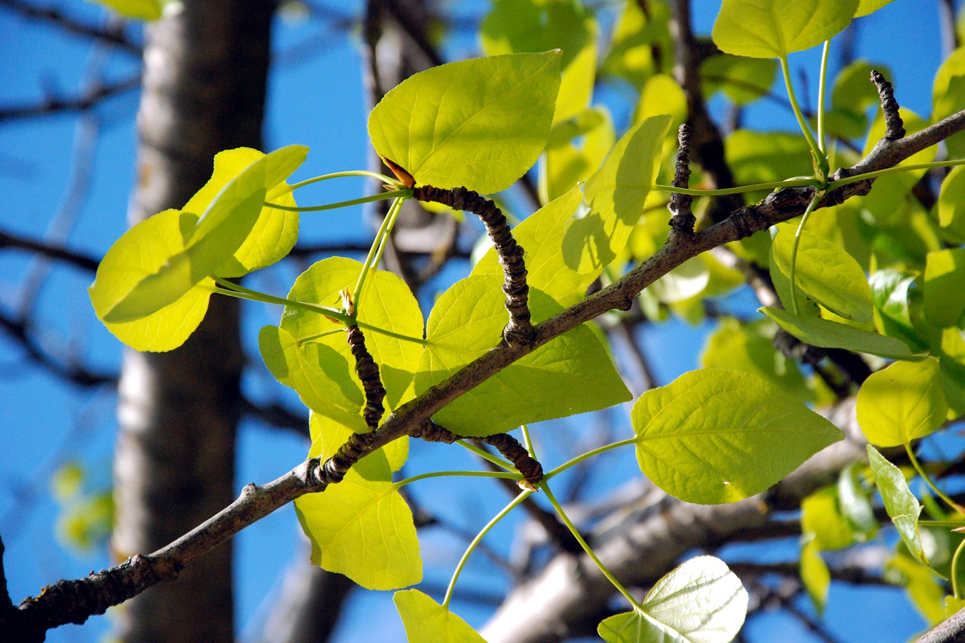 Изображение особи Populus deltoides.