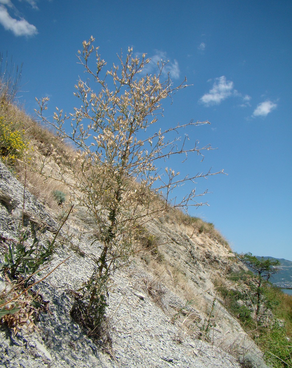 Image of Centaurea diffusa specimen.