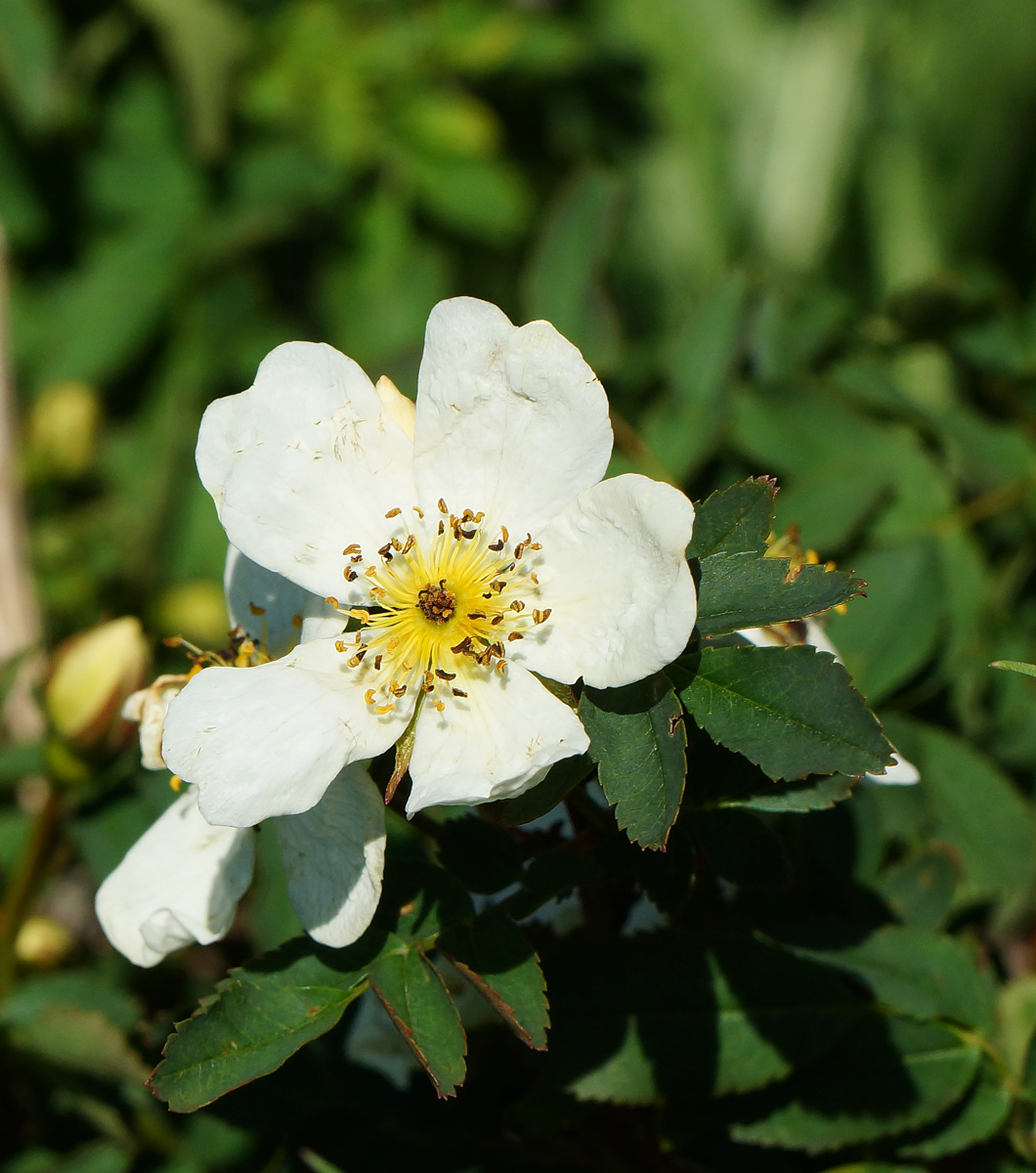 Image of Rosa spinosissima specimen.