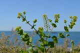 Lepidium perfoliatum