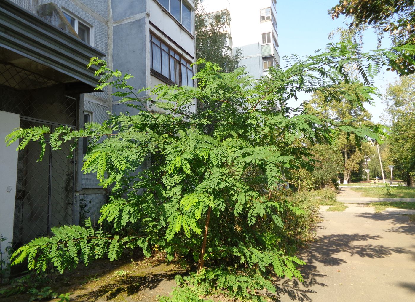 Image of Robinia pseudoacacia specimen.