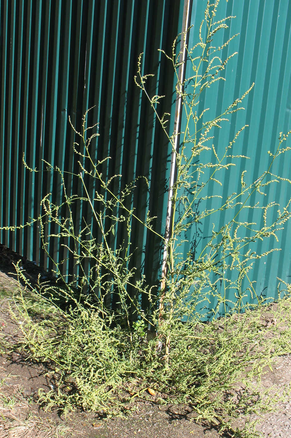 Image of Atriplex oblongifolia specimen.