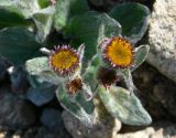 Tephroseris pseudoaurantiaca. Расцветающие соцветия. Чукотка, Чаунский р-н, окр. г. Певек, склон сопки Певек. 19.06.2018.