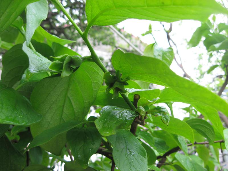 Image of Diospyros virginiana specimen.