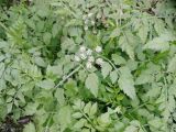 Oenanthe javanica