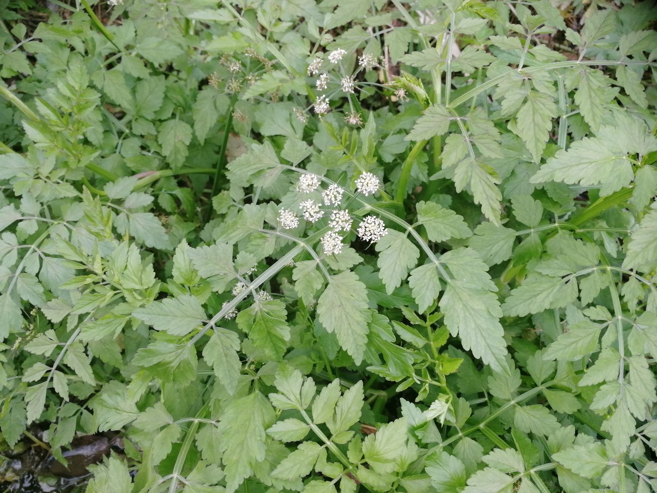 Изображение особи Oenanthe javanica.