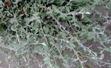 род Helichrysum