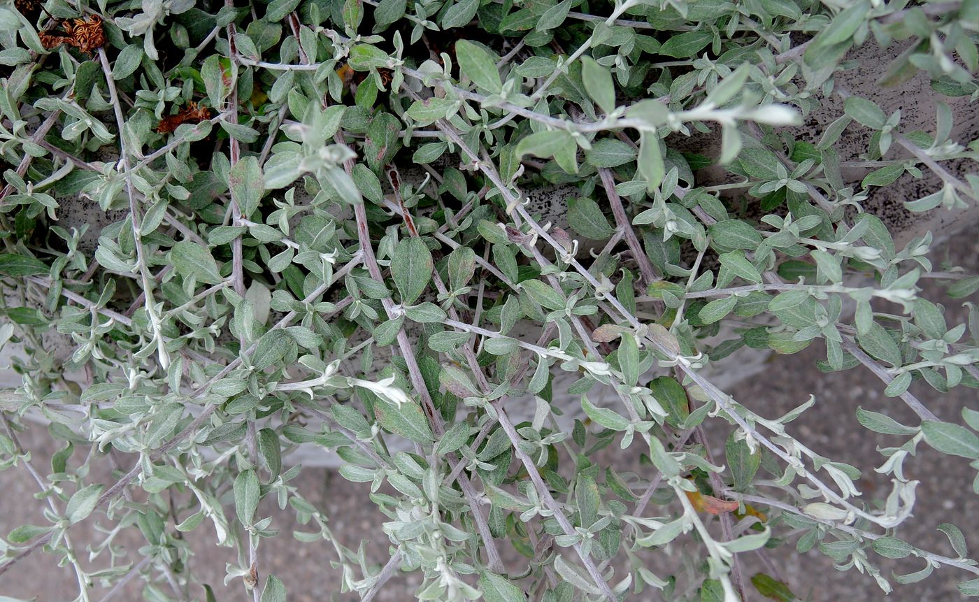 Изображение особи род Helichrysum.