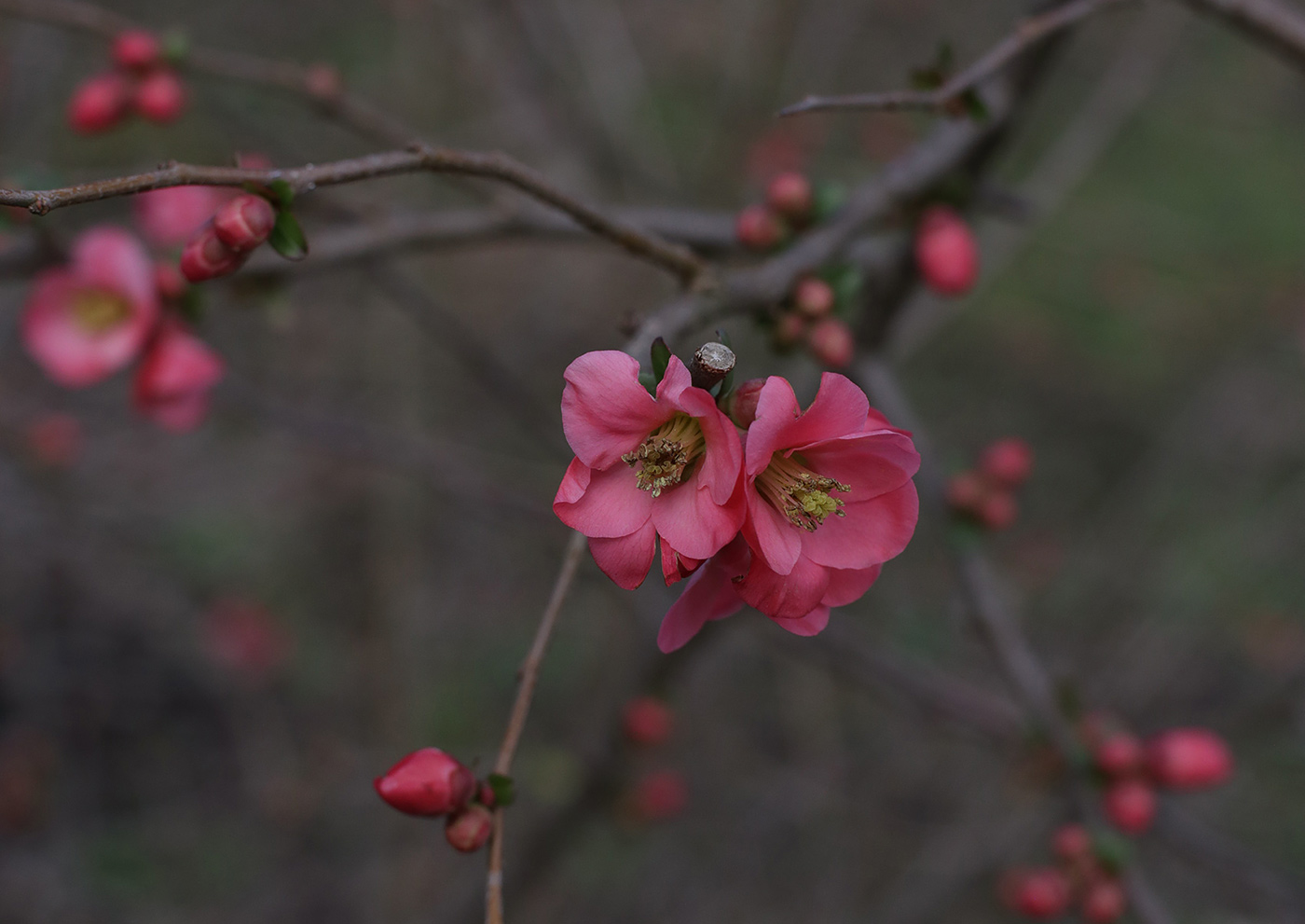 Изображение особи род Chaenomeles.