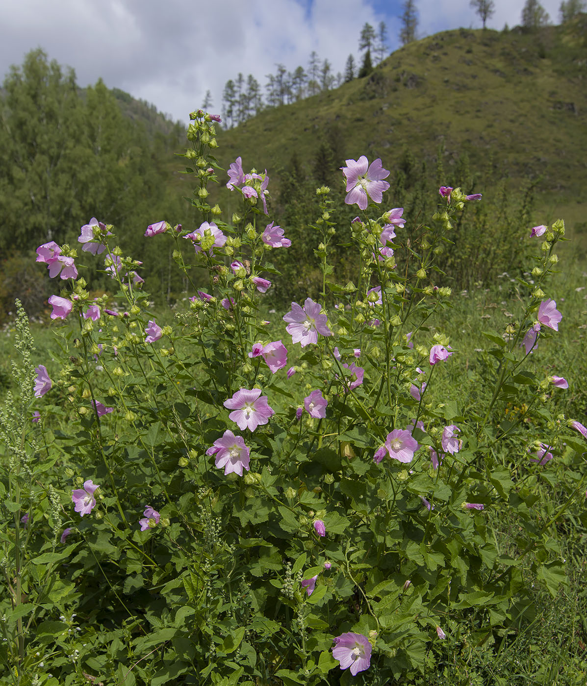 Image of Malva thuringiaca specimen.