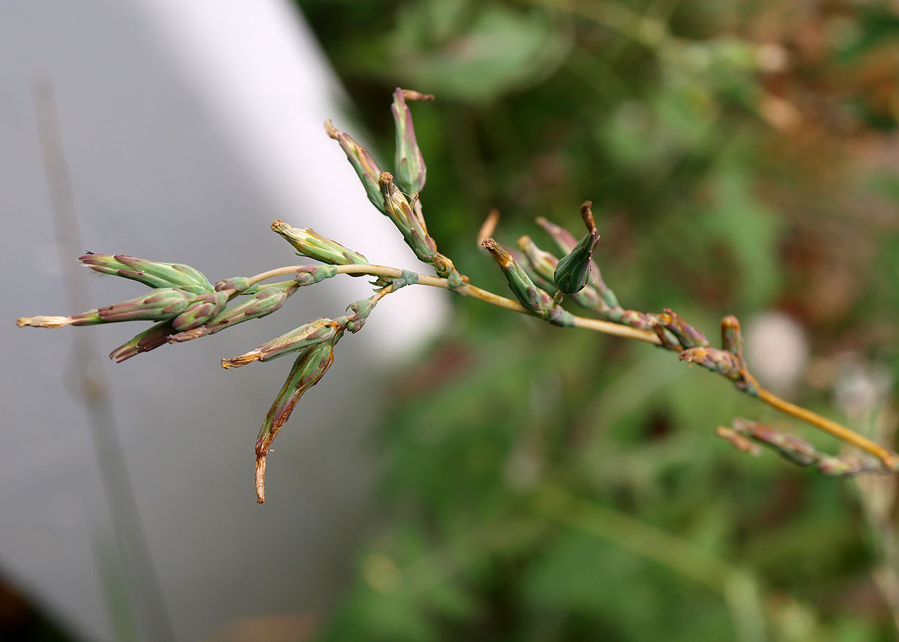 Image of Lactuca serriola specimen.